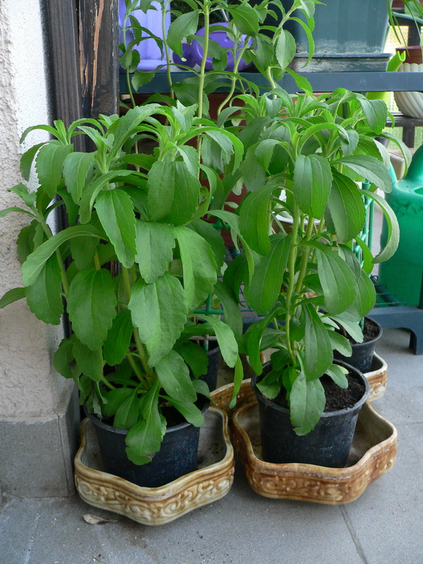 Stevia, Barbadensis miller