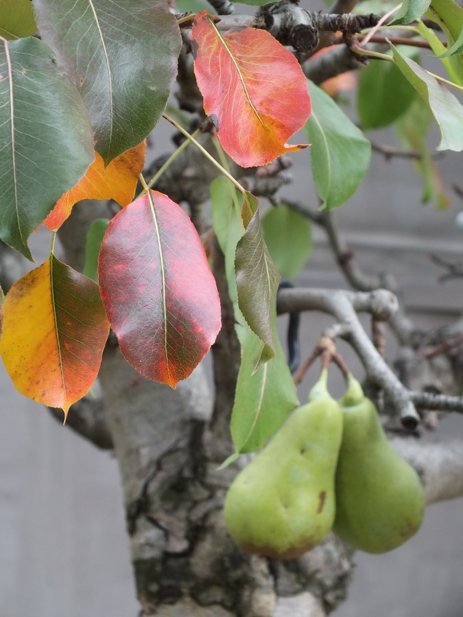 Őszi, körte-színek