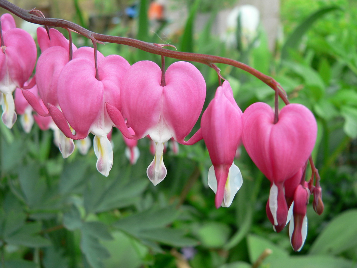 Rózsaszin szívvirág