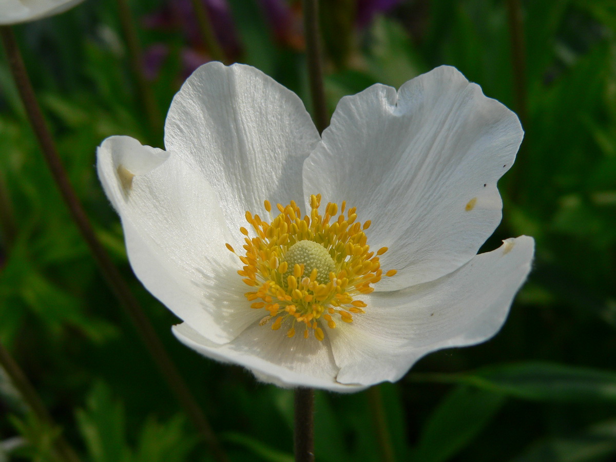 Fehér fátyolvirág