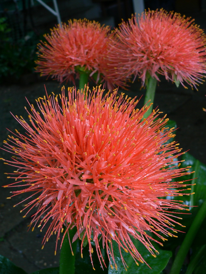 Vörös gömbvirágok