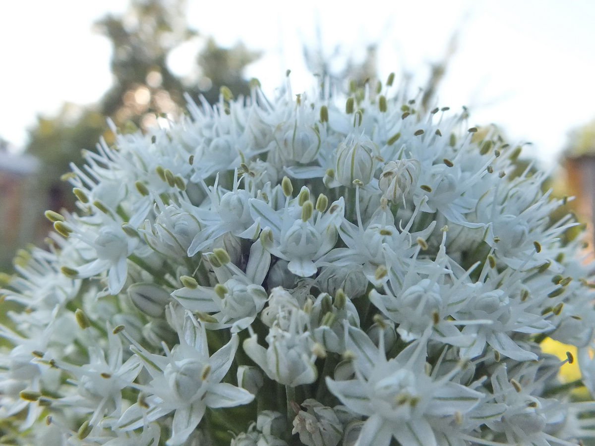 Óriás hagymavirág gömb