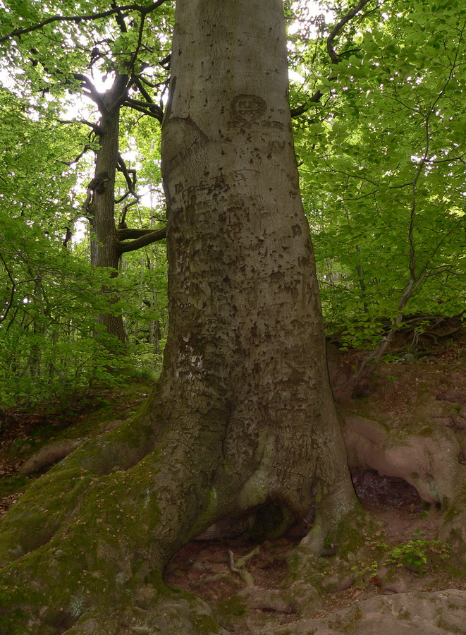 Mecsek erdőrészlet