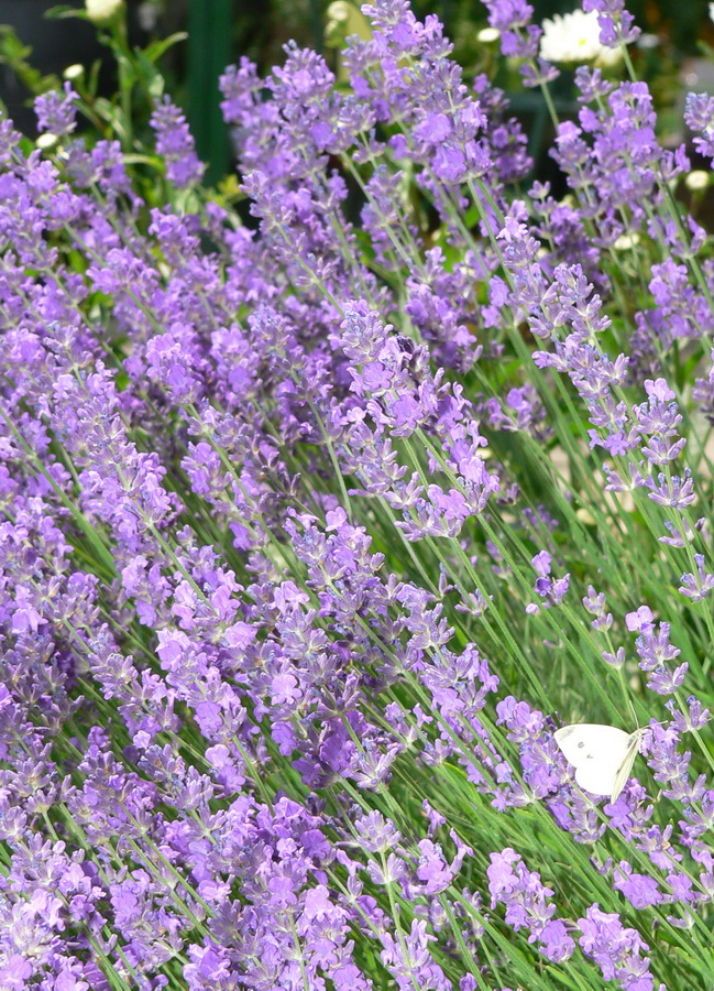Levendula rengeteg