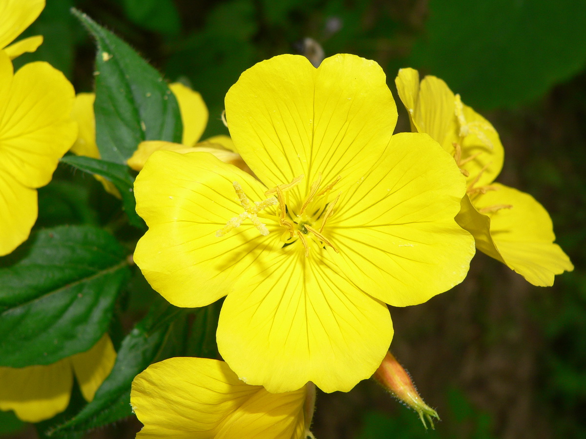 Sárga virágszirmok