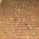 Kész, medvehagymás változat