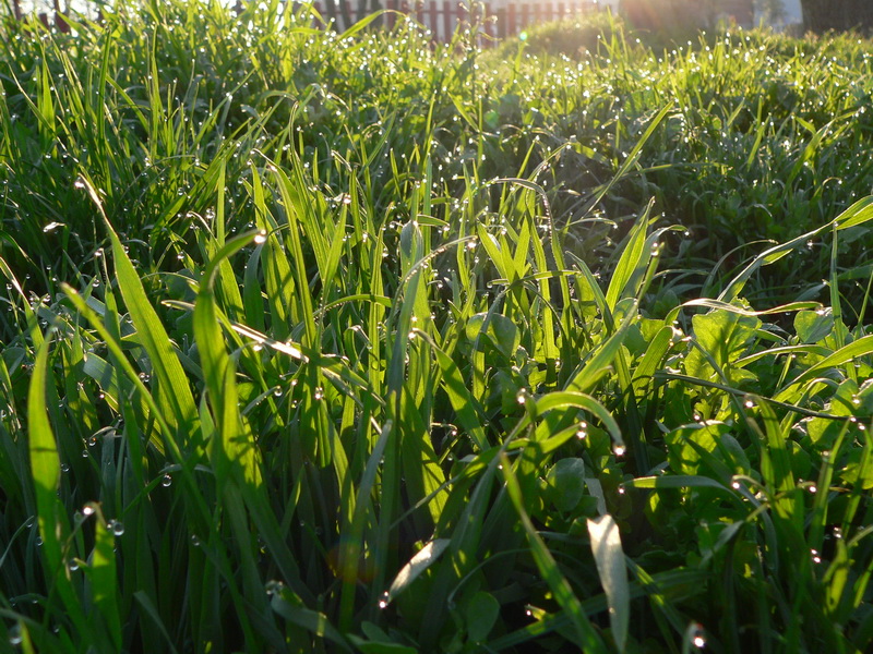 Reggeli, harmatos fű